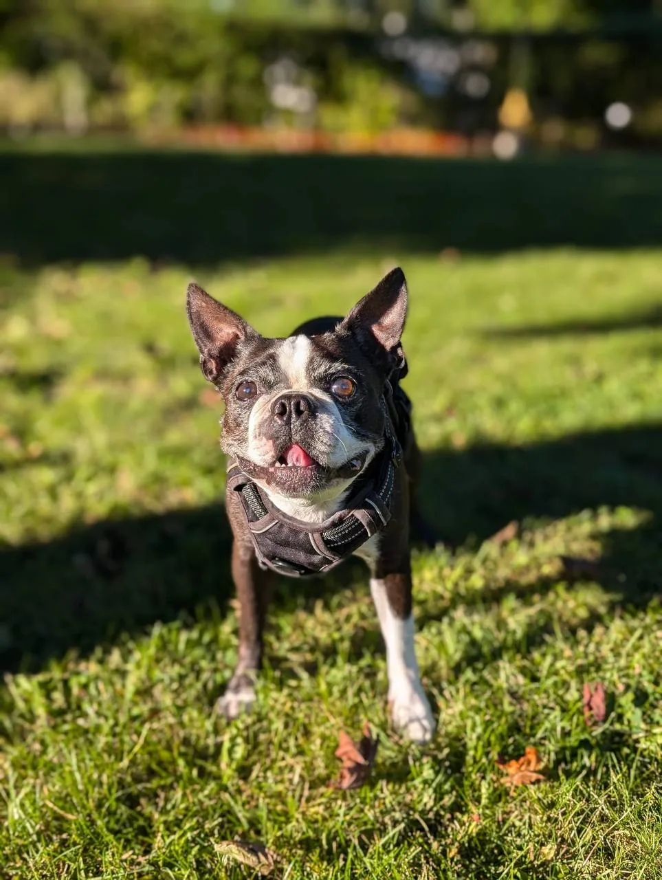 Cosmo, a Boston Terrier, in the supplied original photograph