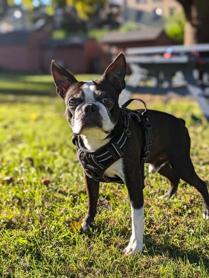 Original outdoor reference photograph of Cosmo, a black-and-white Boston terrier