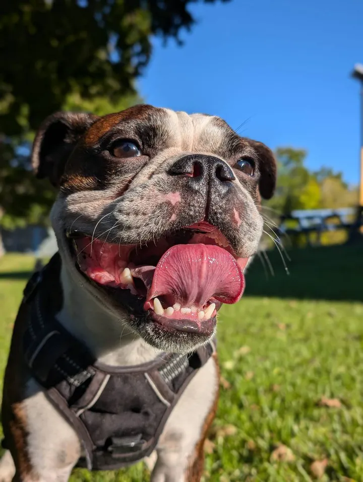 Original outdoor reference photograph of Disco, a smiling black-and-white bulldog