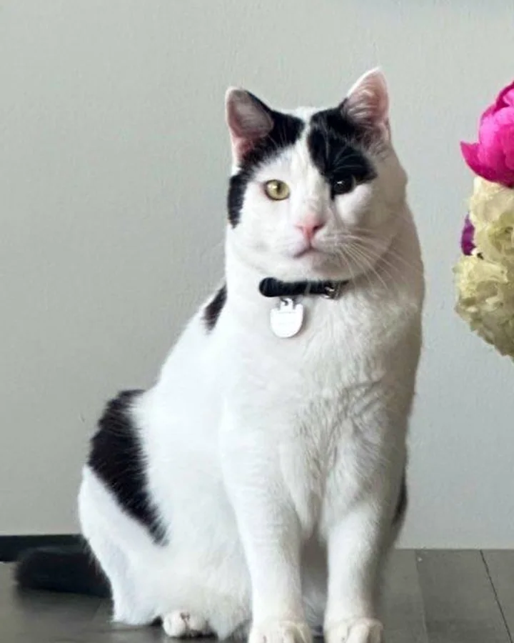 Original photograph of Gatsby, a black-and-white cat
